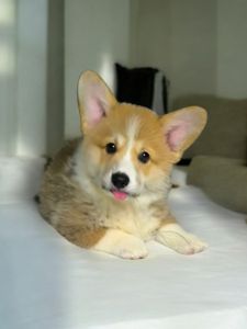 Щенок корги пемброк