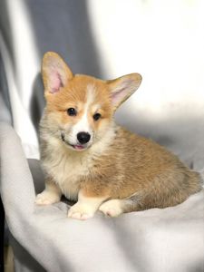 Щенок корги пемброк