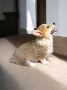 Щенок корги пемброк