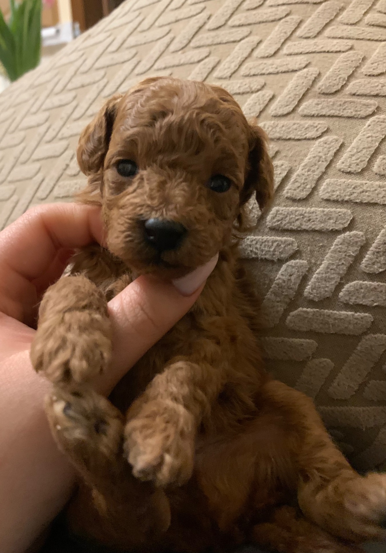 Ляльковий Хлопчик Той Пудель Ред Браун