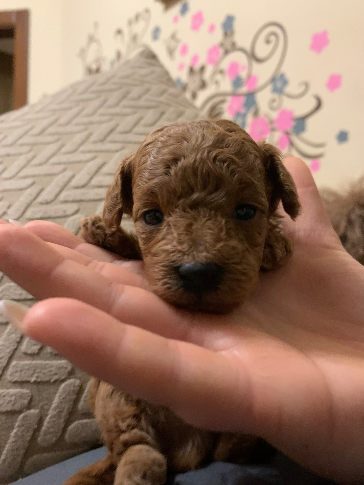 Ляльковий Хлопчик Той Пудель Ред Браун