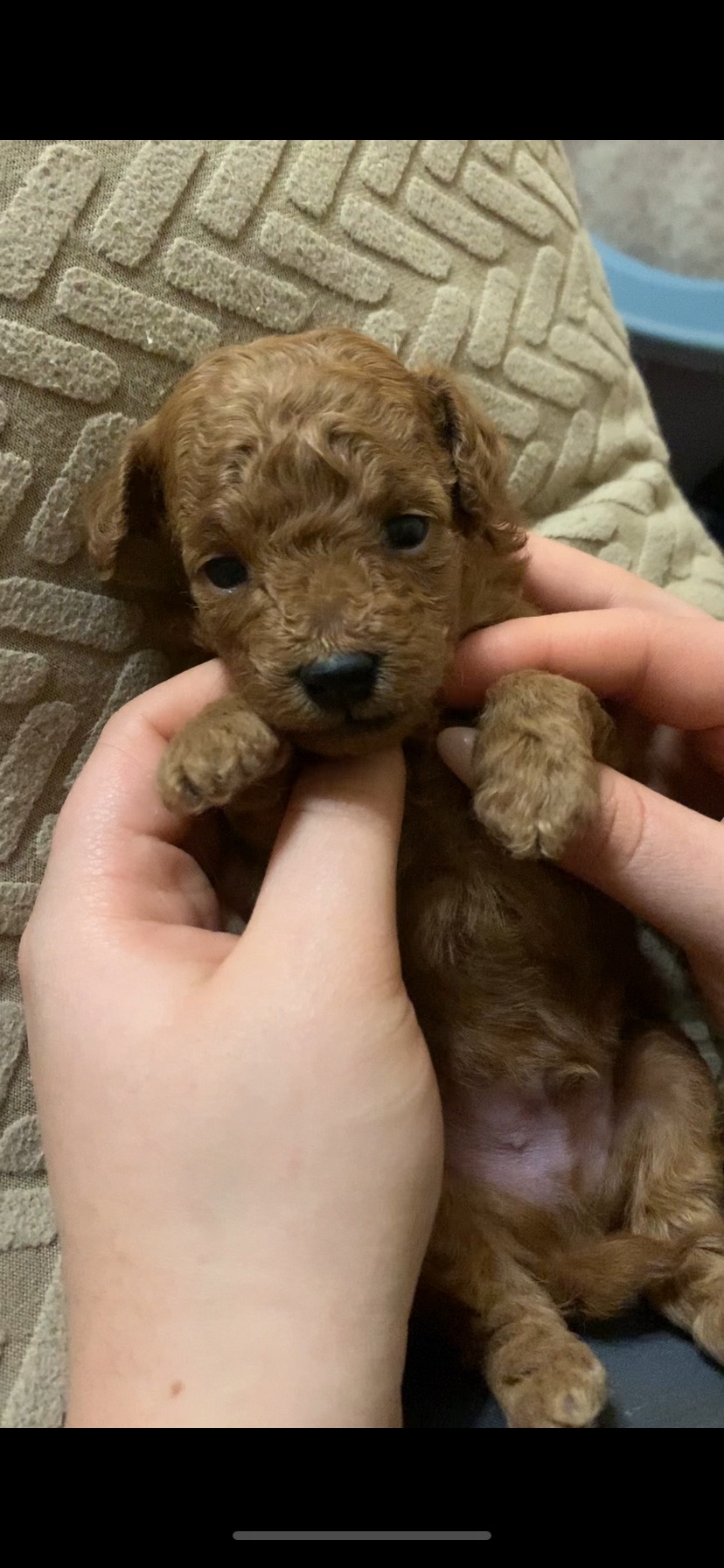 Ляльковий Хлопчик Той Пудель Ред Браун