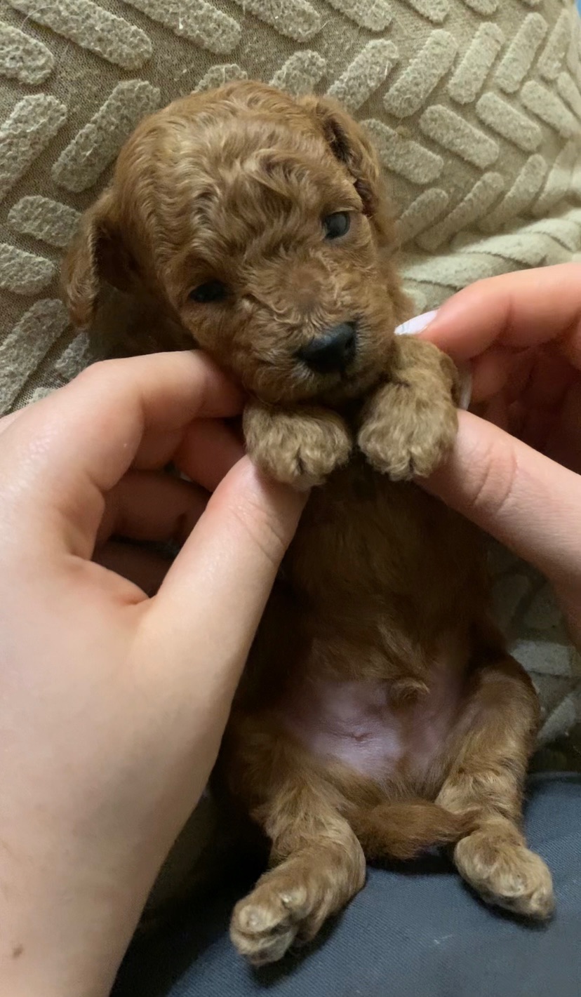 Ляльковий Хлопчик Той Пудель Ред Браун