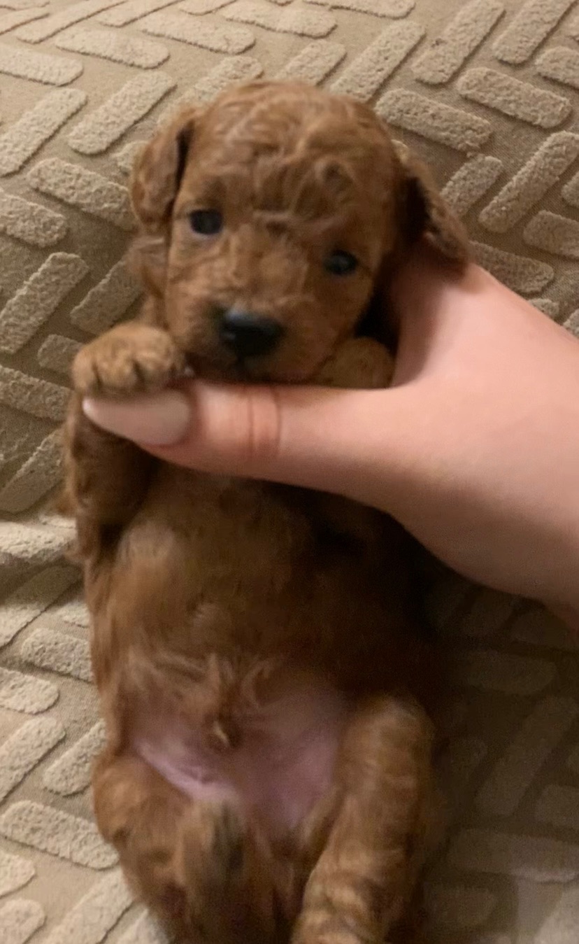 Ляльковий Хлопчик Той Пудель Ред Браун