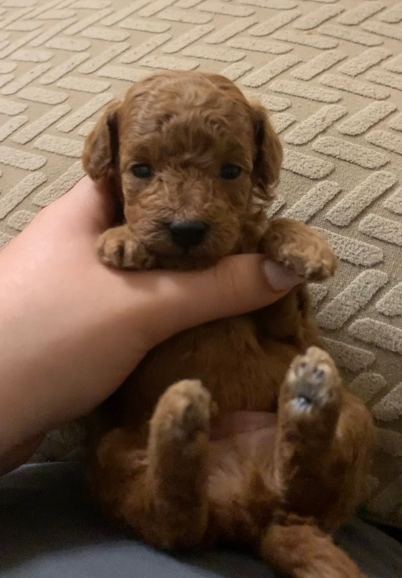 Ляльковий Хлопчик Той Пудель Ред Браун