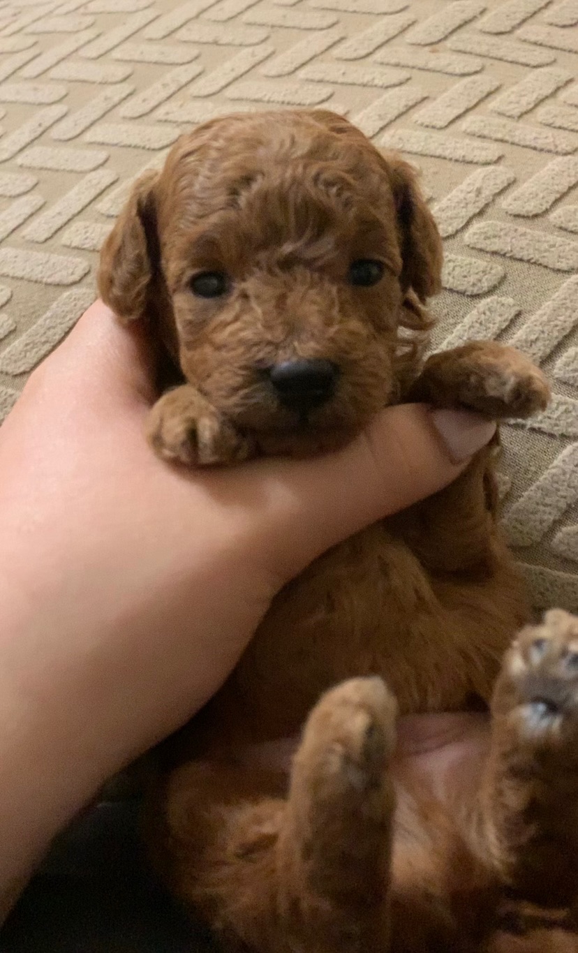 Ляльковий Хлопчик Той Пудель Ред Браун