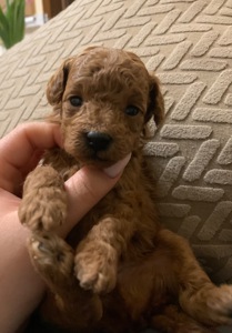 Ляльковий Хлопчик Той Пудель Ред Браун