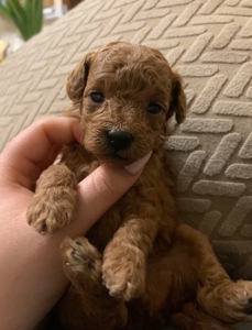 Ляльковий Хлопчик Той Пудель Ред Браун