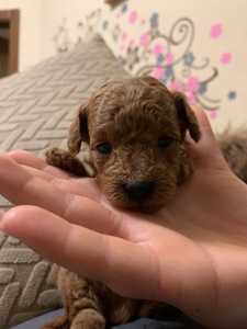 Ляльковий Хлопчик Той Пудель Ред Браун