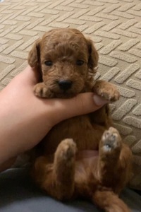 Ляльковий Хлопчик Той Пудель Ред Браун