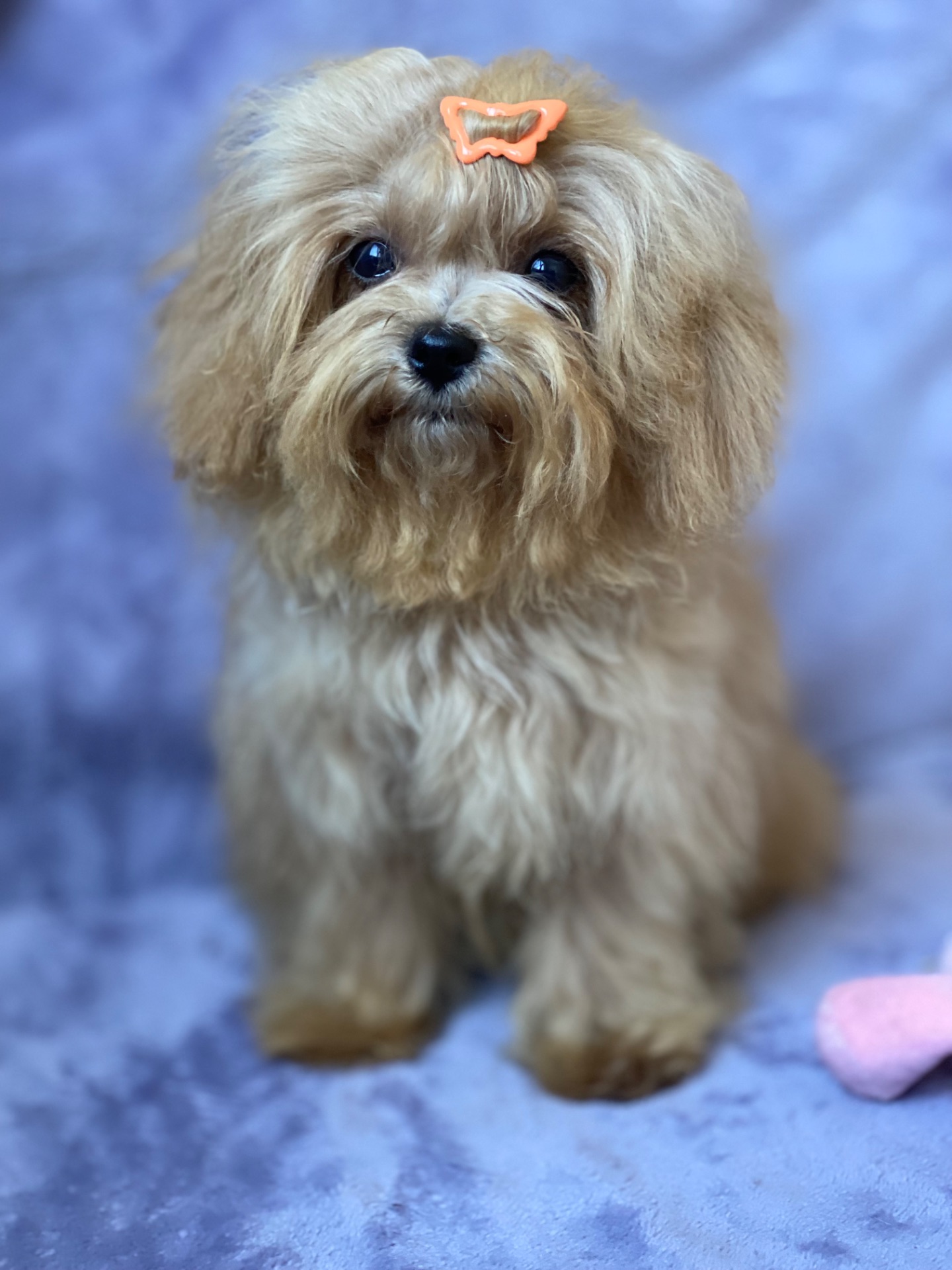 Міні дівчинка мальтіпу