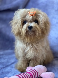 Міні дівчинка мальтіпу