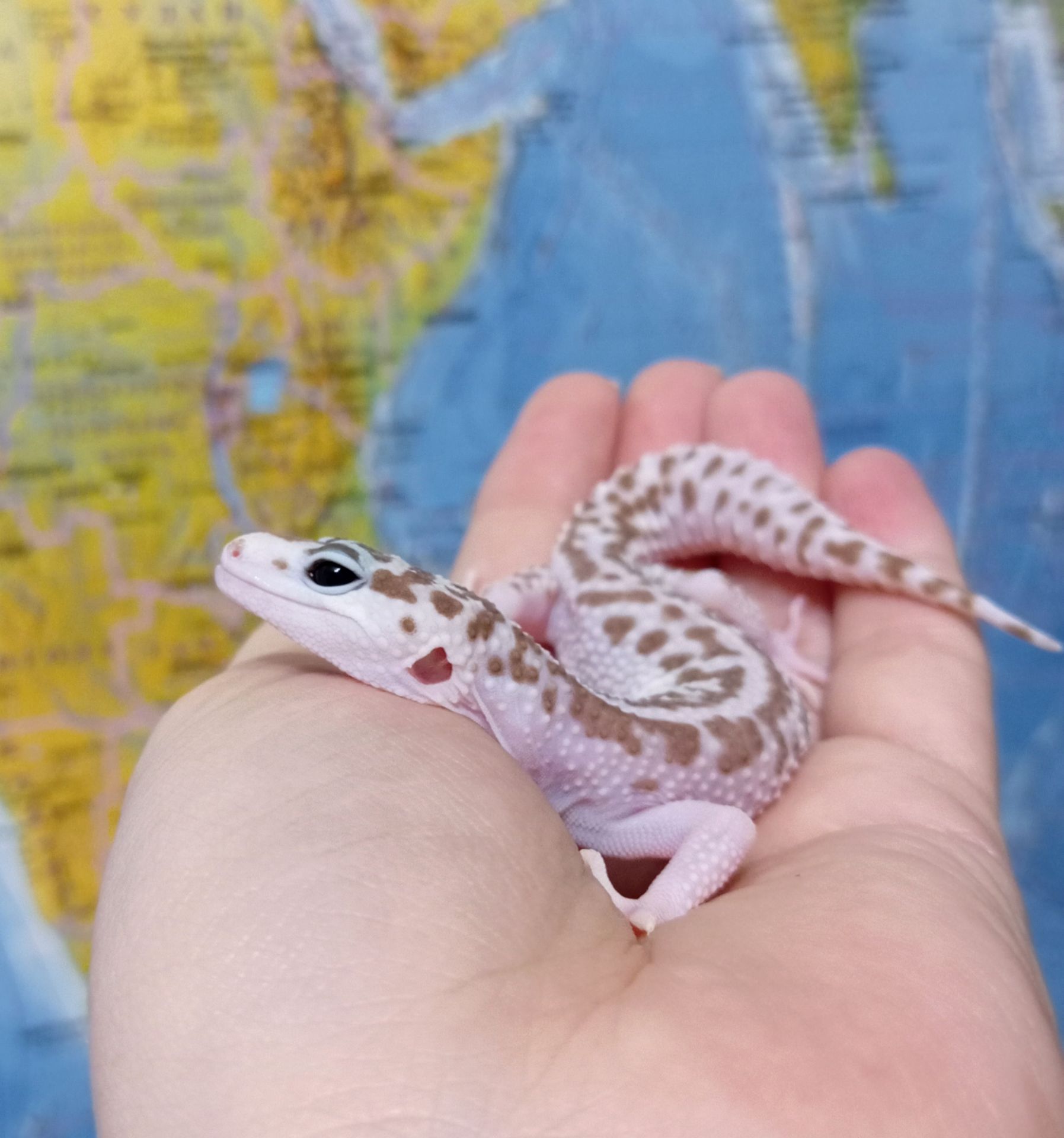 Леопардовый геккон эублефар