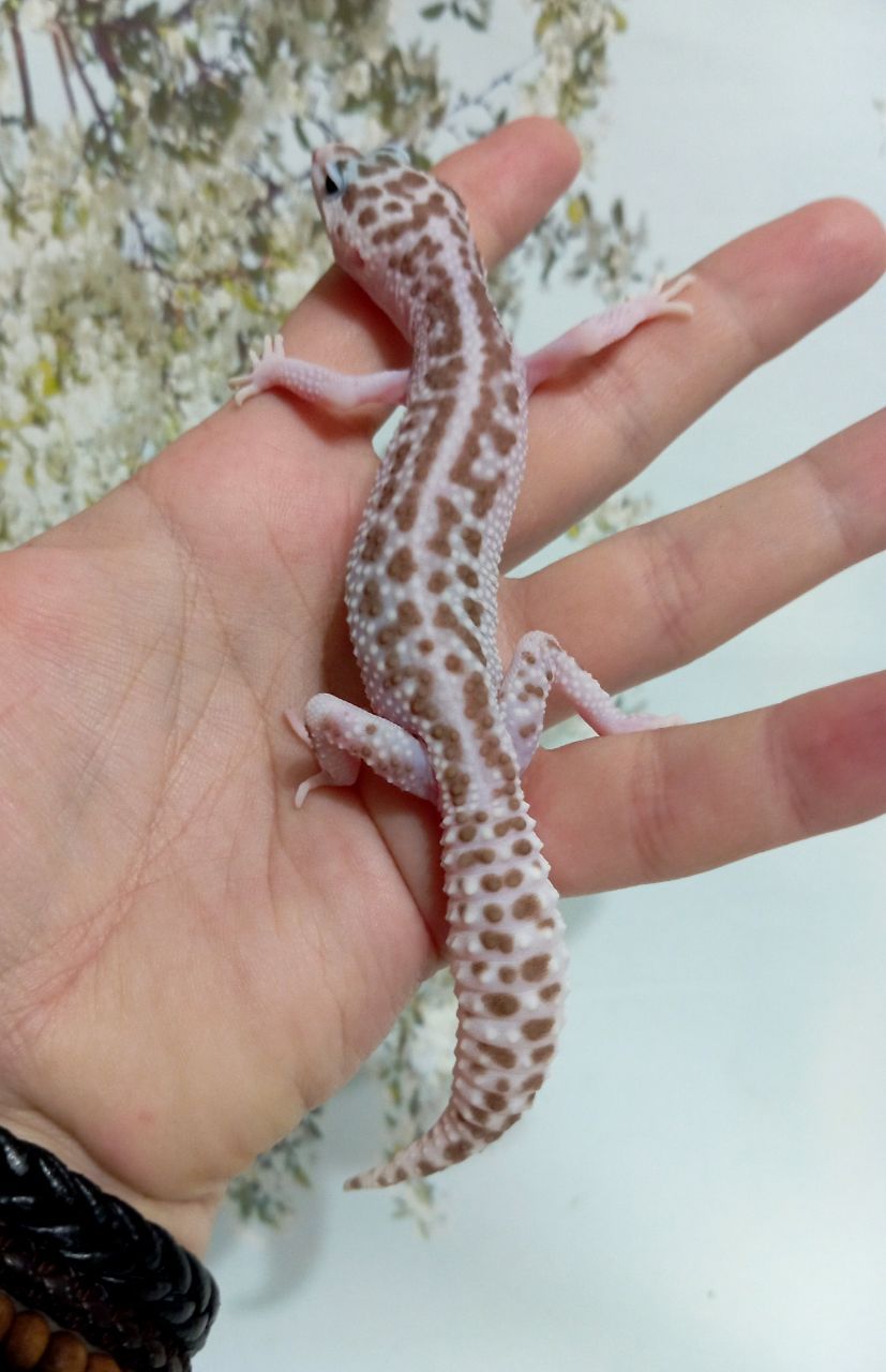 Леопардовый геккон эублефар