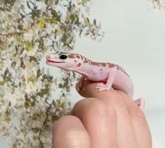 Леопардовый геккон эублефар