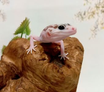 Леопардовый геккон эублефар