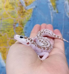 Леопардовый геккон эублефар