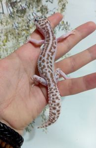 Леопардовый геккон эублефар