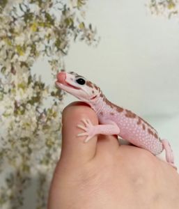 Леопардовый геккон эублефар