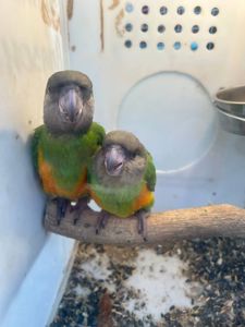 Продам пташенят синегальского папуг !