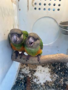 Продам пташенят синегальского папуг !