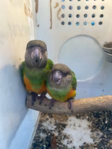 Продам пташенят синегальского папуг !