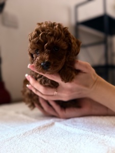 Той пудель red brown тикап Китай