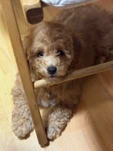 Чарівна дівчинка мальтіпу