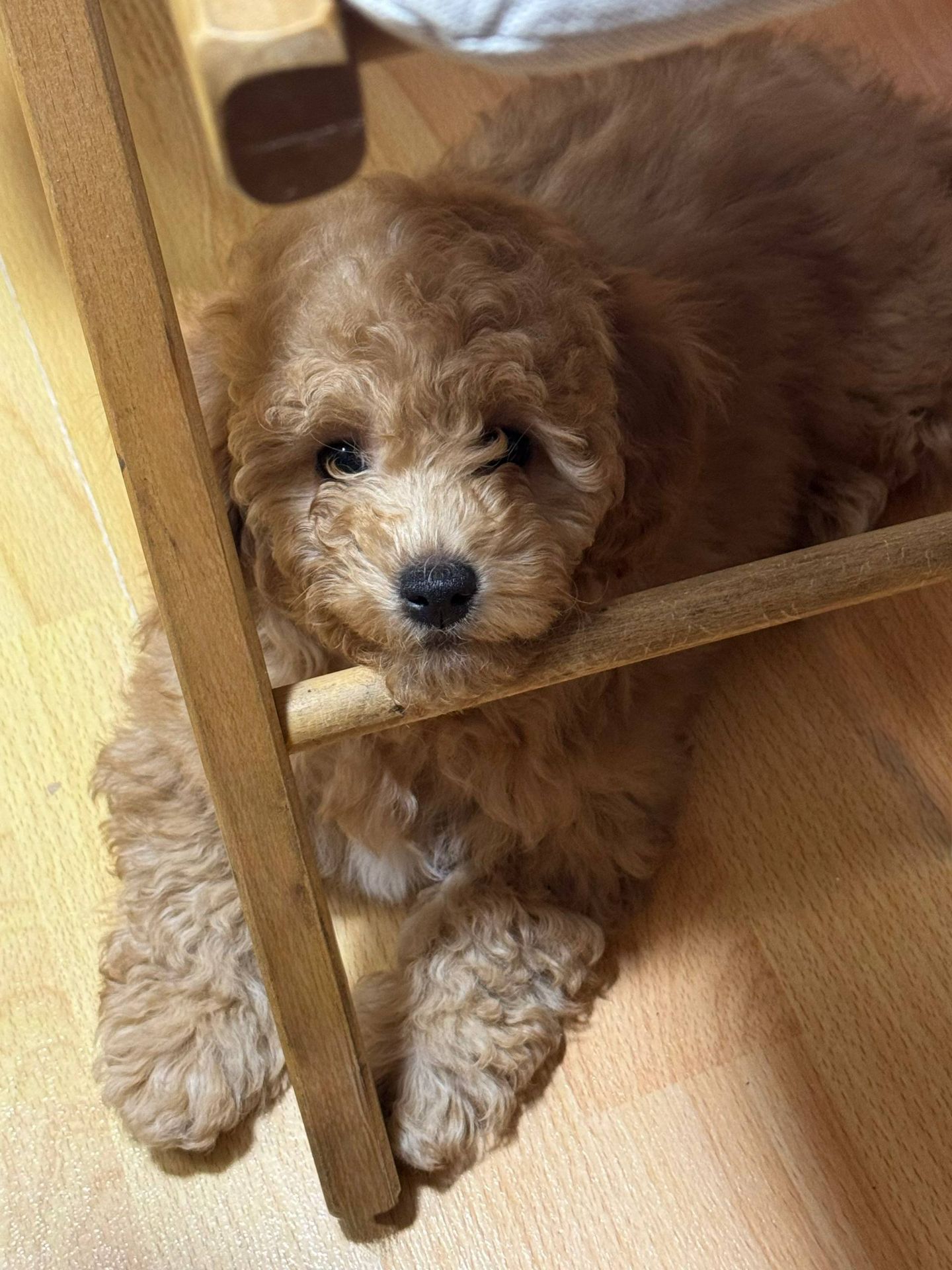 Чарівна дівчинка мальтіпу