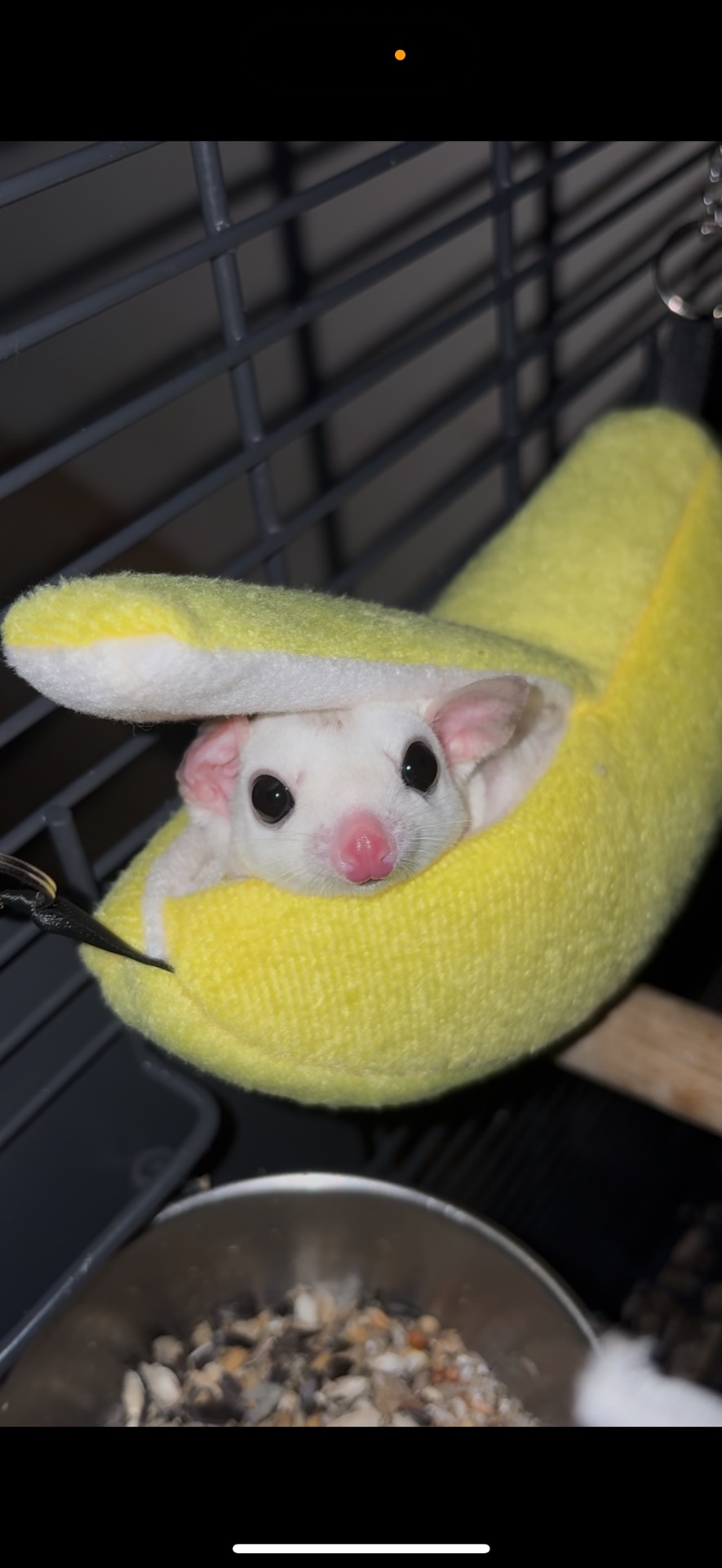 Шукає сімʼю пара цукрових поссумів