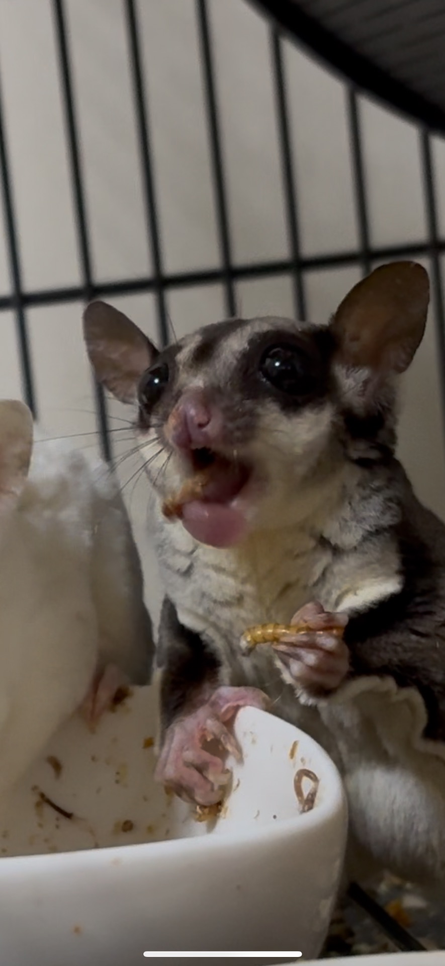 Шукає сімʼю пара цукрових поссумів