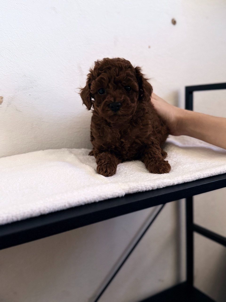 Щенки той пудель Китай