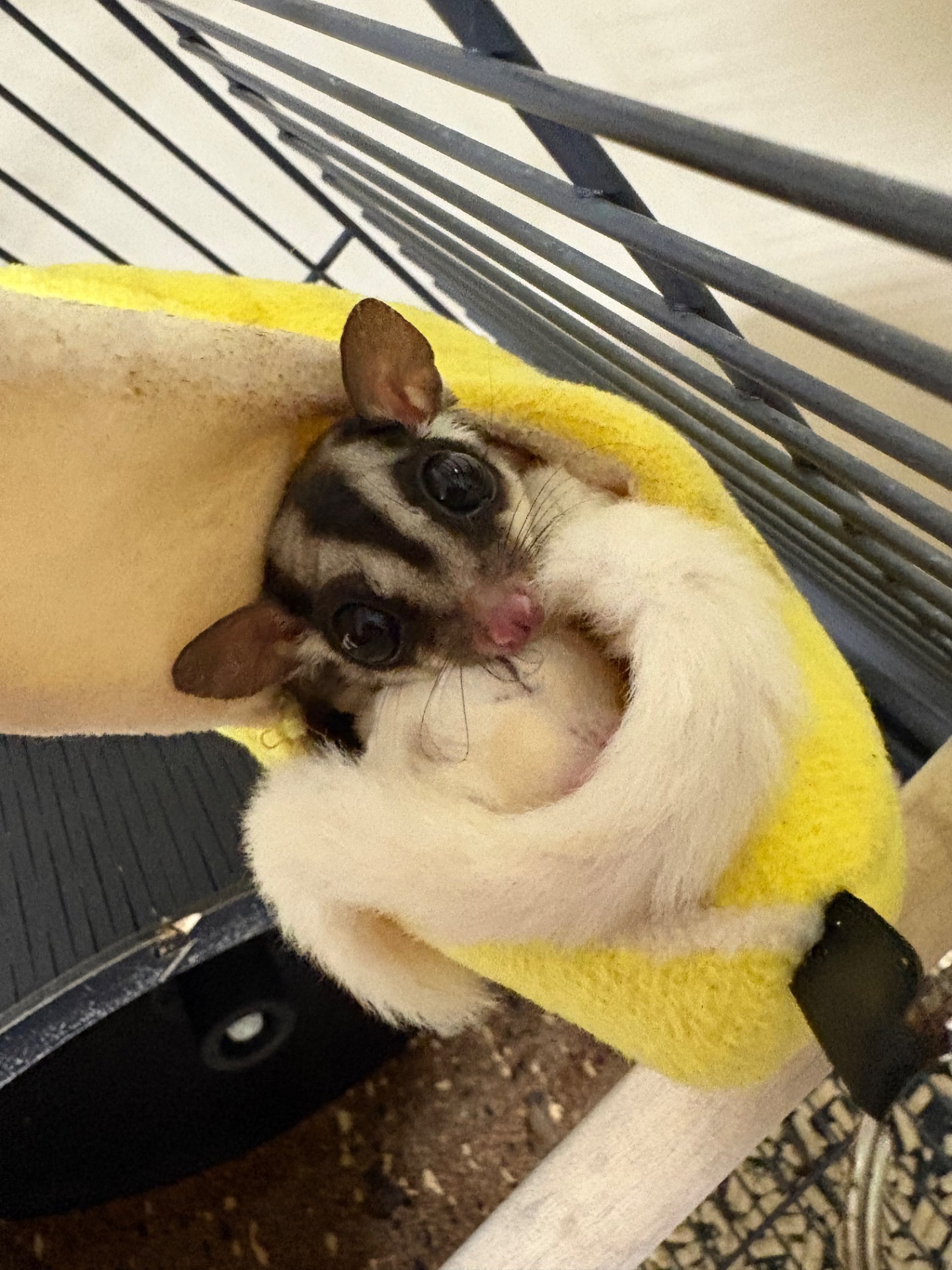 Шукає сімʼю пара цукрових поссумів