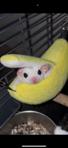 Шукає сімʼю пара цукрових поссумів