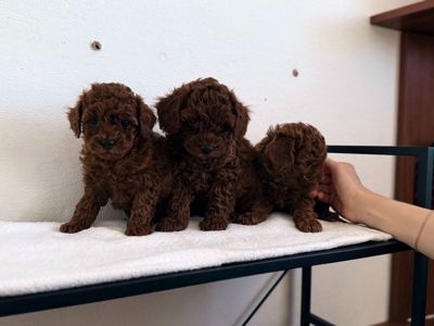 Очаровательные щенки той пудель