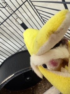 Шукає сімʼю пара цукрових поссумів