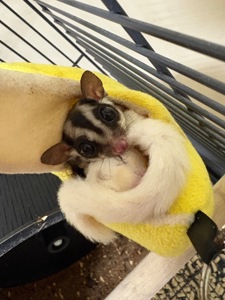 Шукає сімʼю пара цукрових поссумів