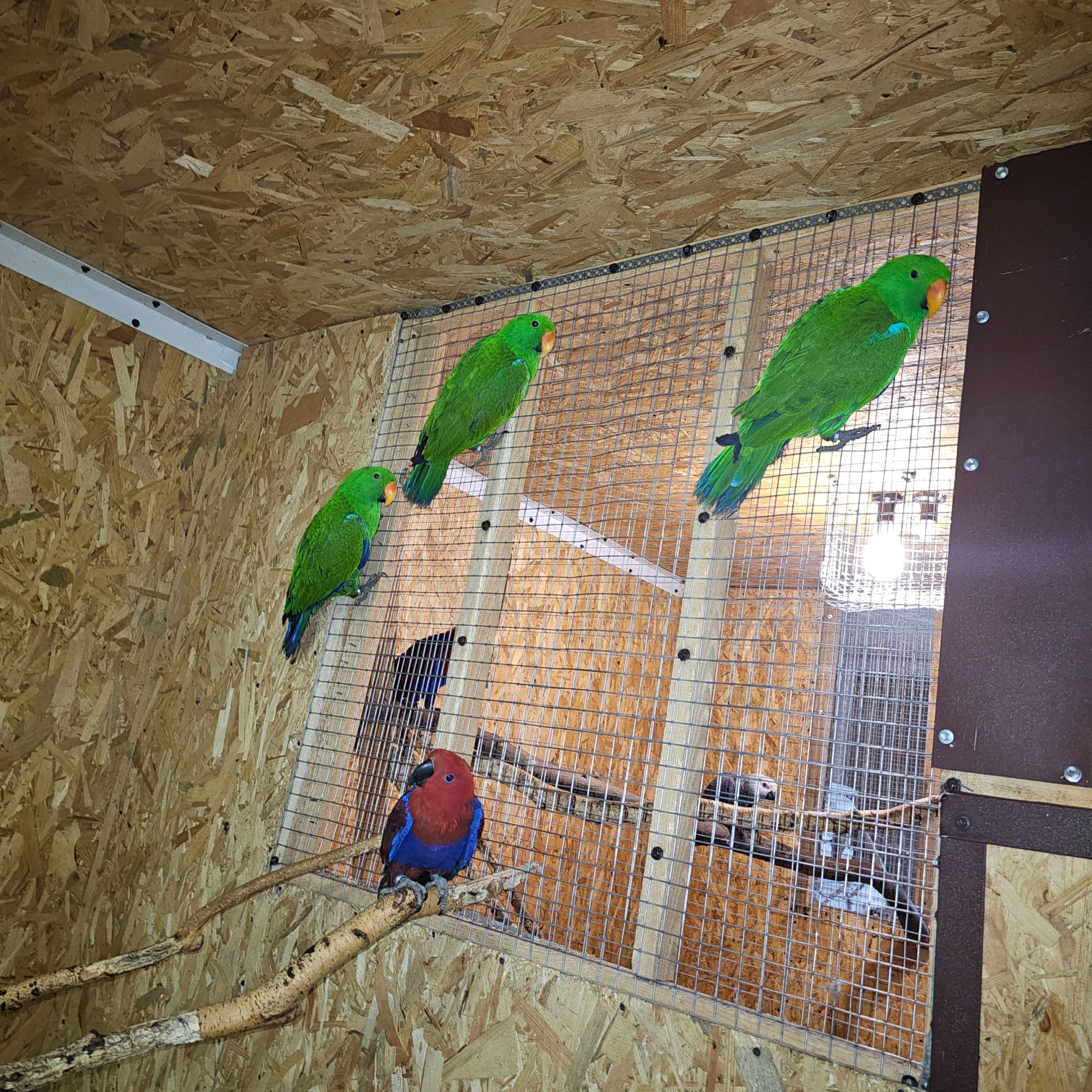 Еклектус - малята викормиші