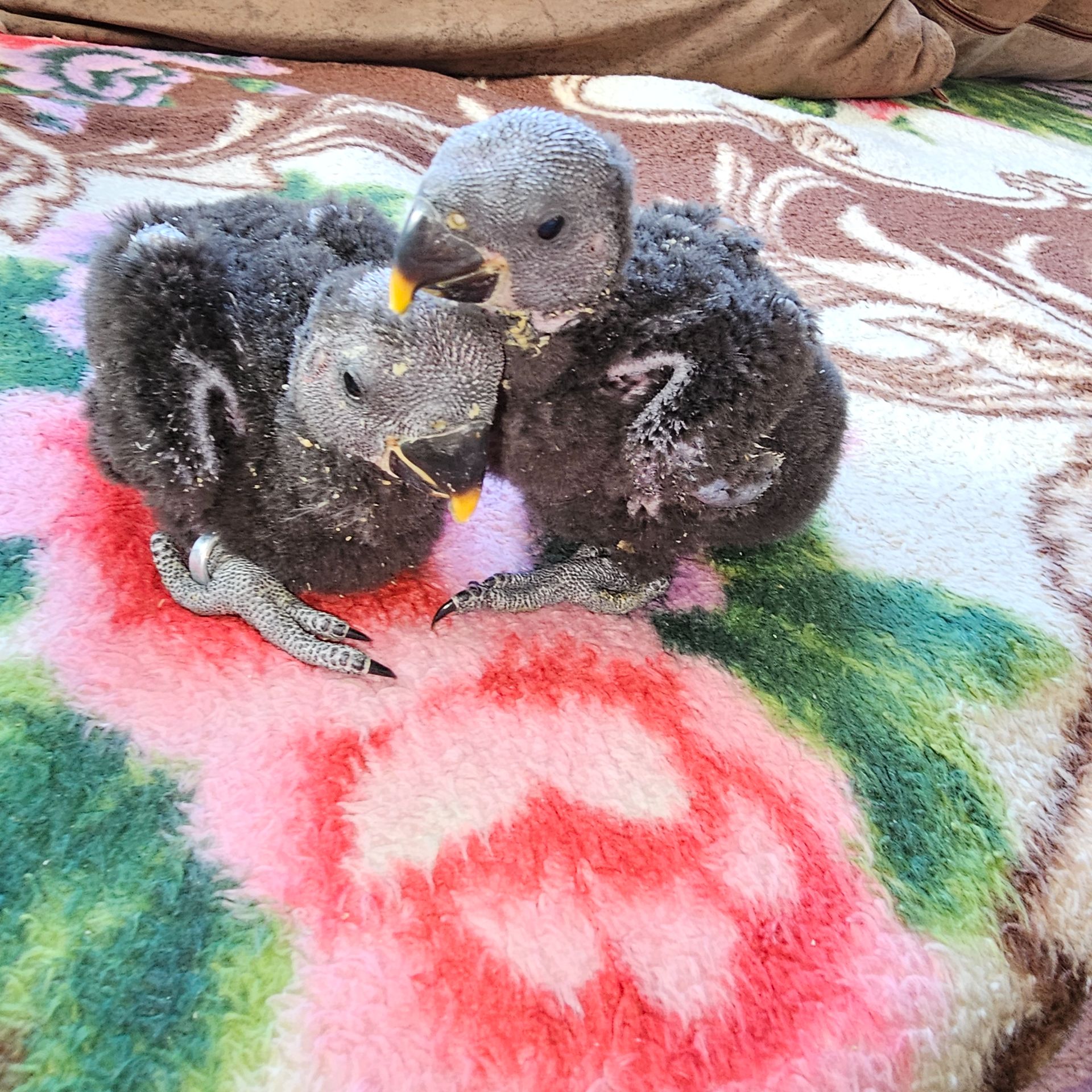 Еклектус - малята викормиші