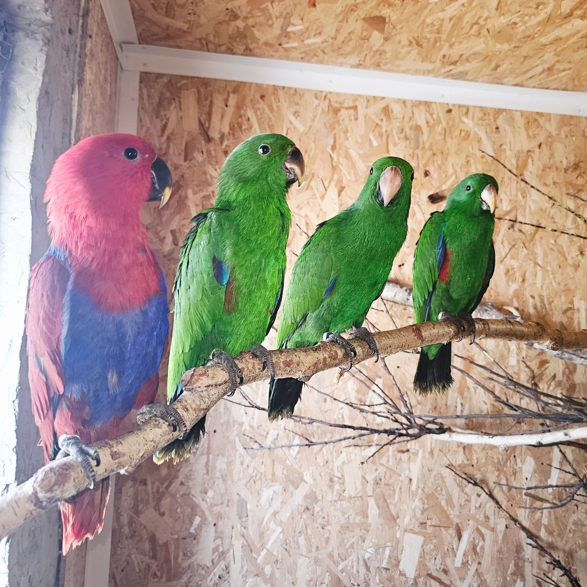 Еклектус - малята викормиші