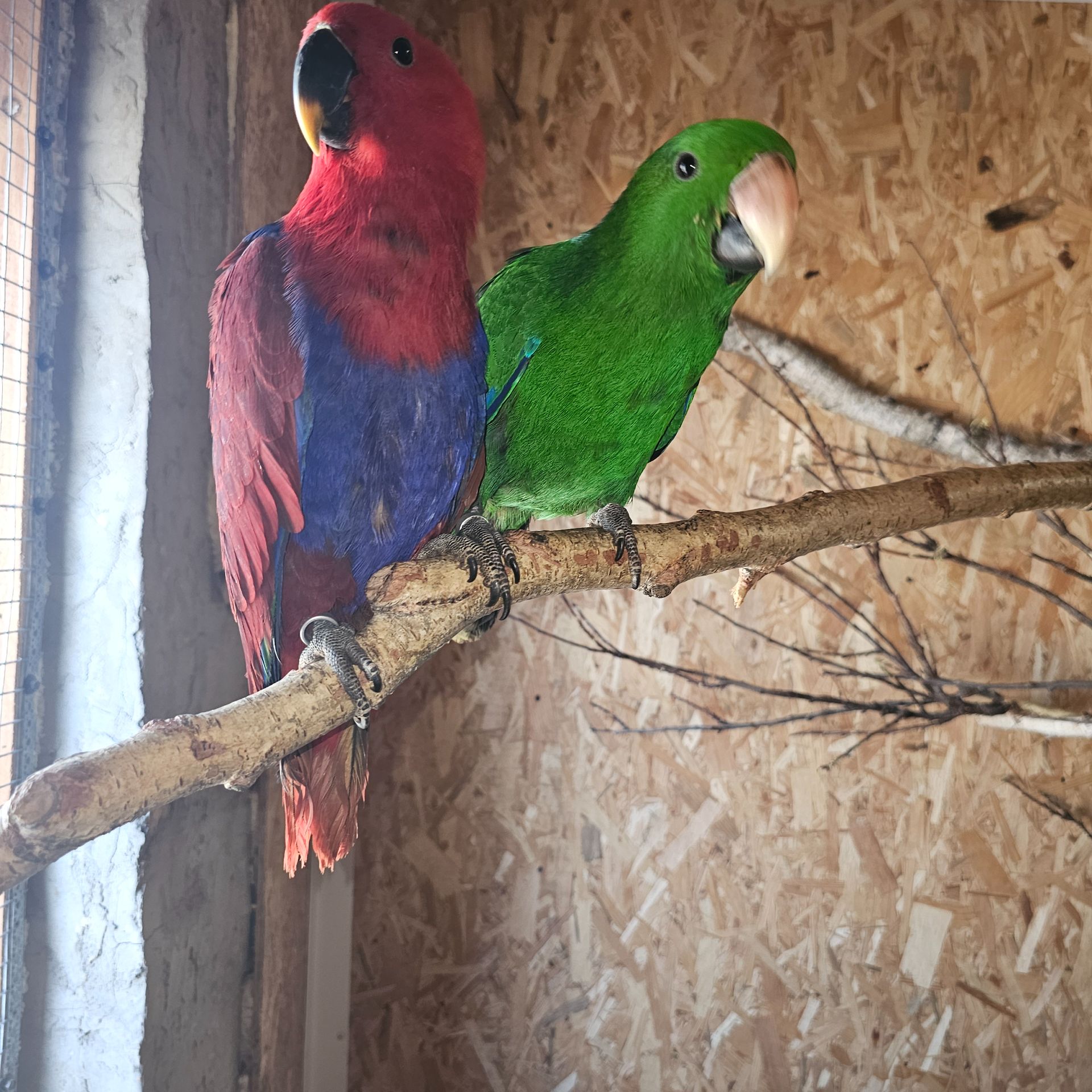 Еклектус - малята викормиші