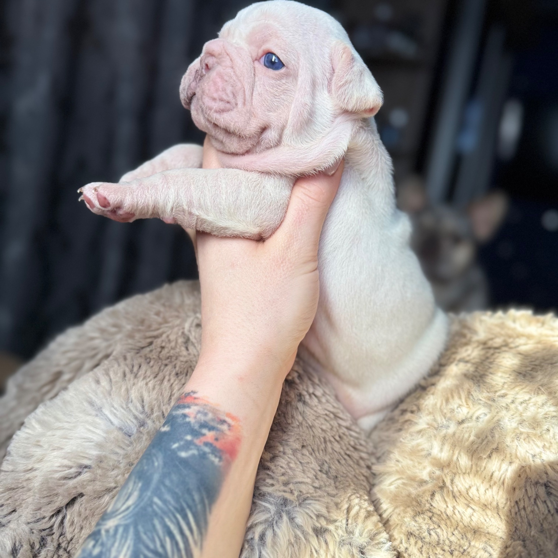 Щенки французского бульдога