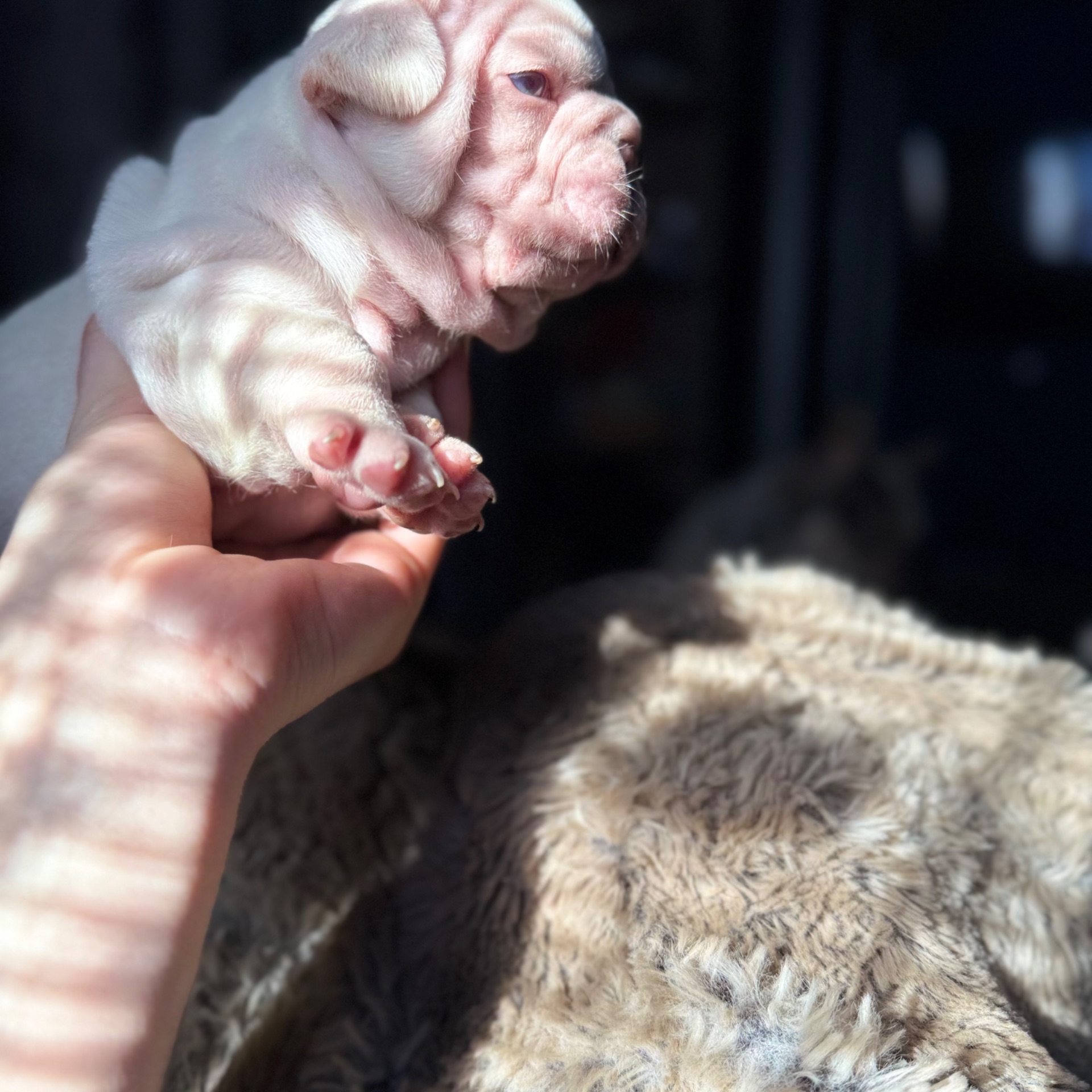 Щенки французского бульдога