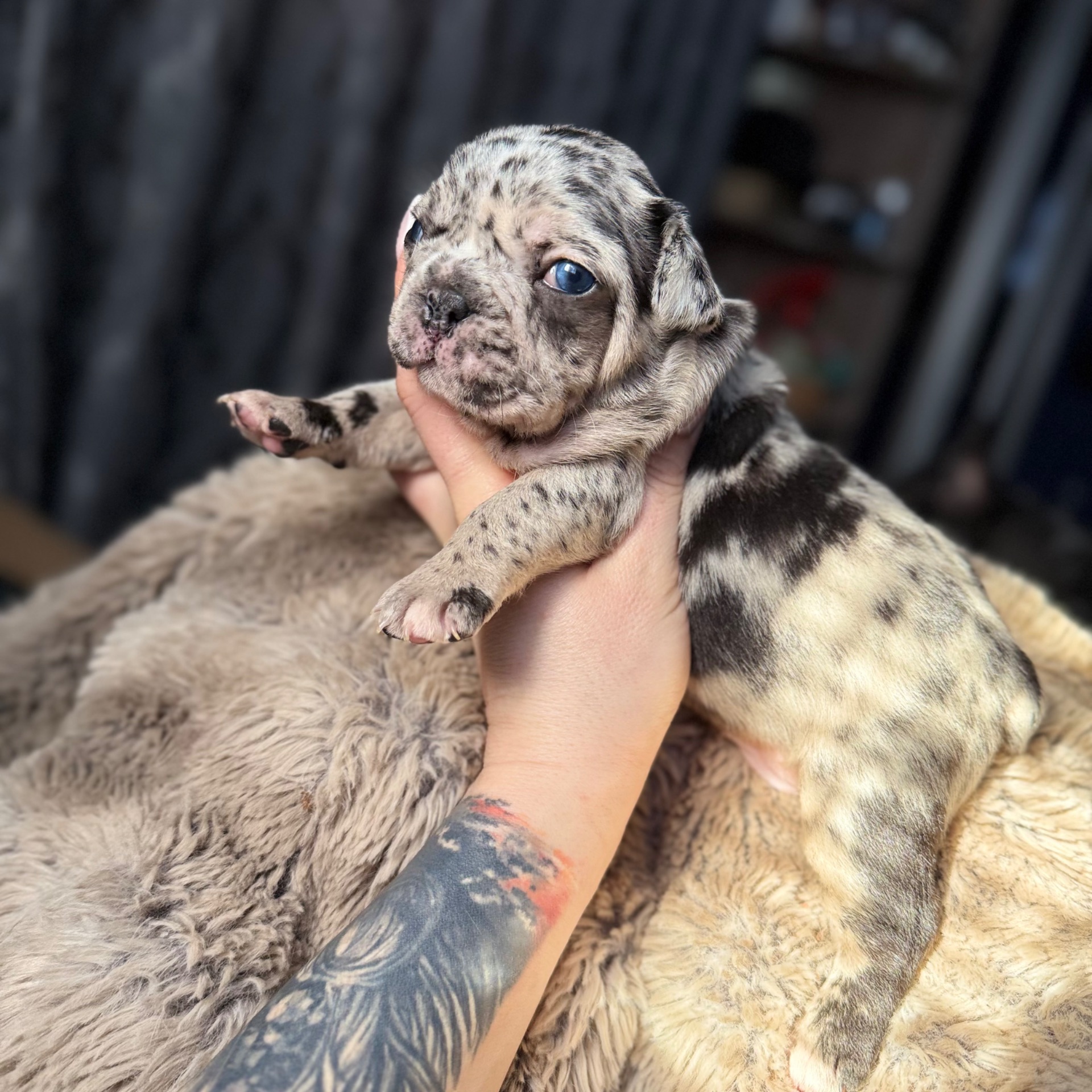 Щенки французского бульдога