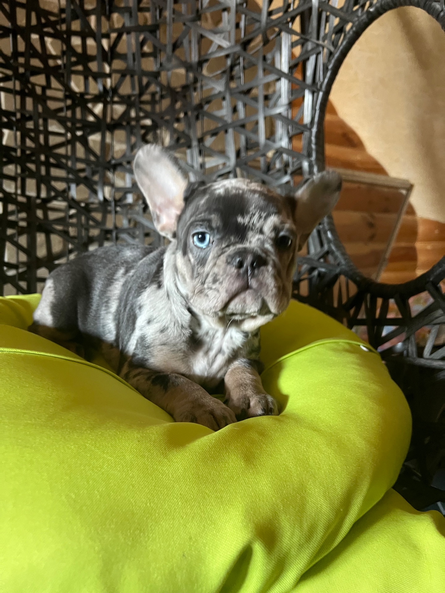 Цуценя французький бульдог дівчинка