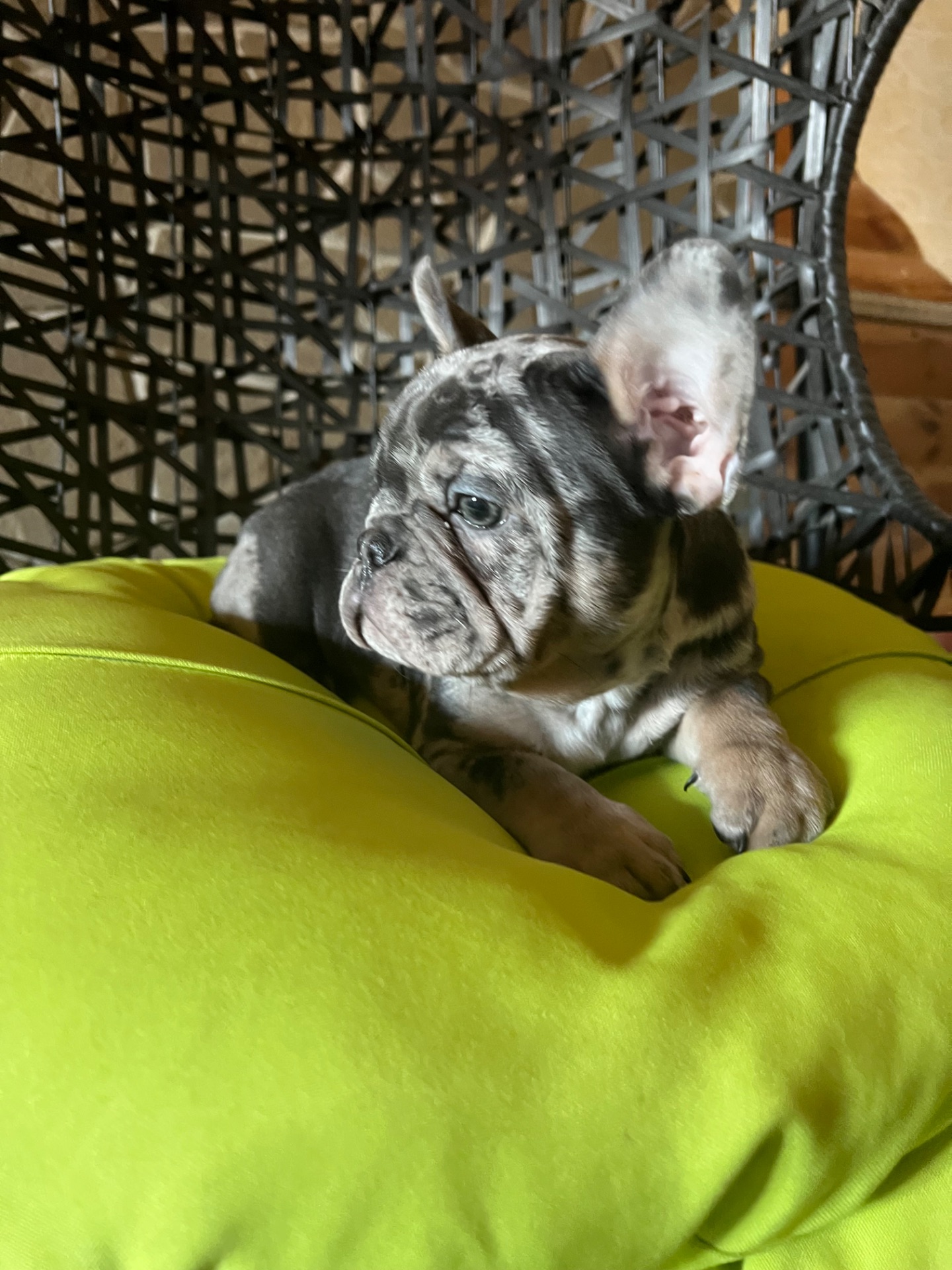 Цуценя французький бульдог дівчинка