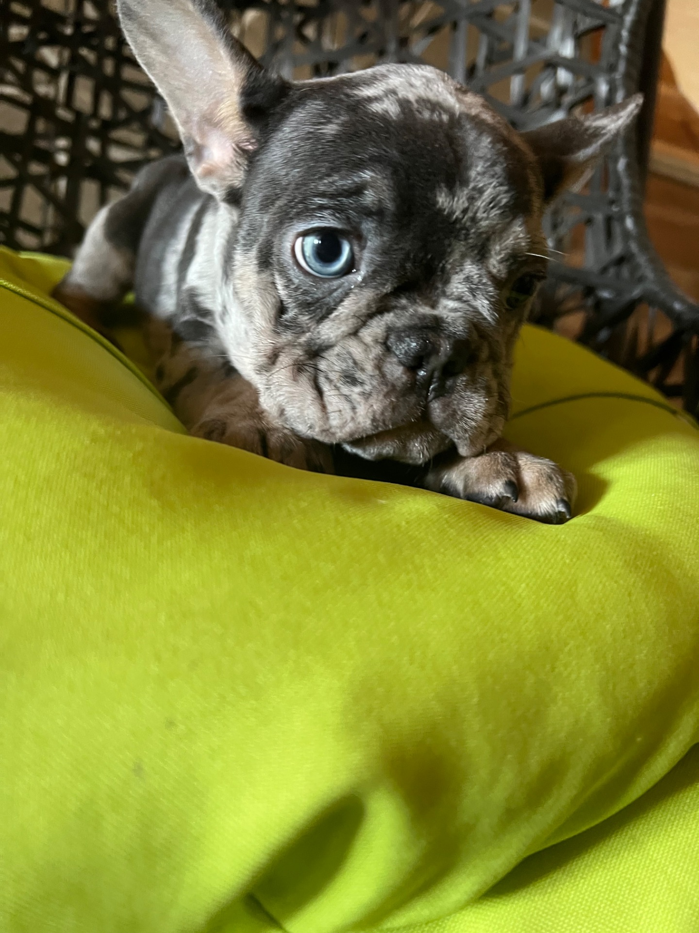 Цуценя французький бульдог дівчинка