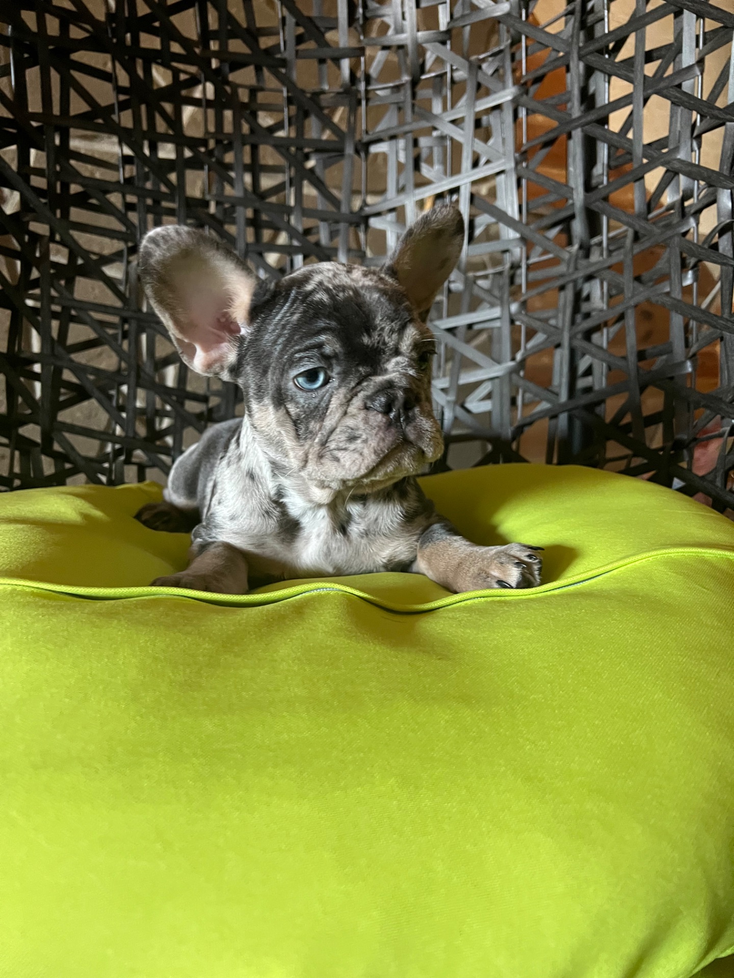 Цуценя французький бульдог дівчинка