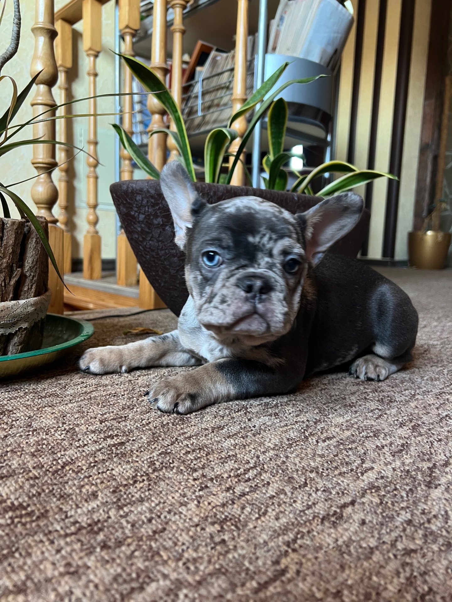 Цуценя французький бульдог дівчинка