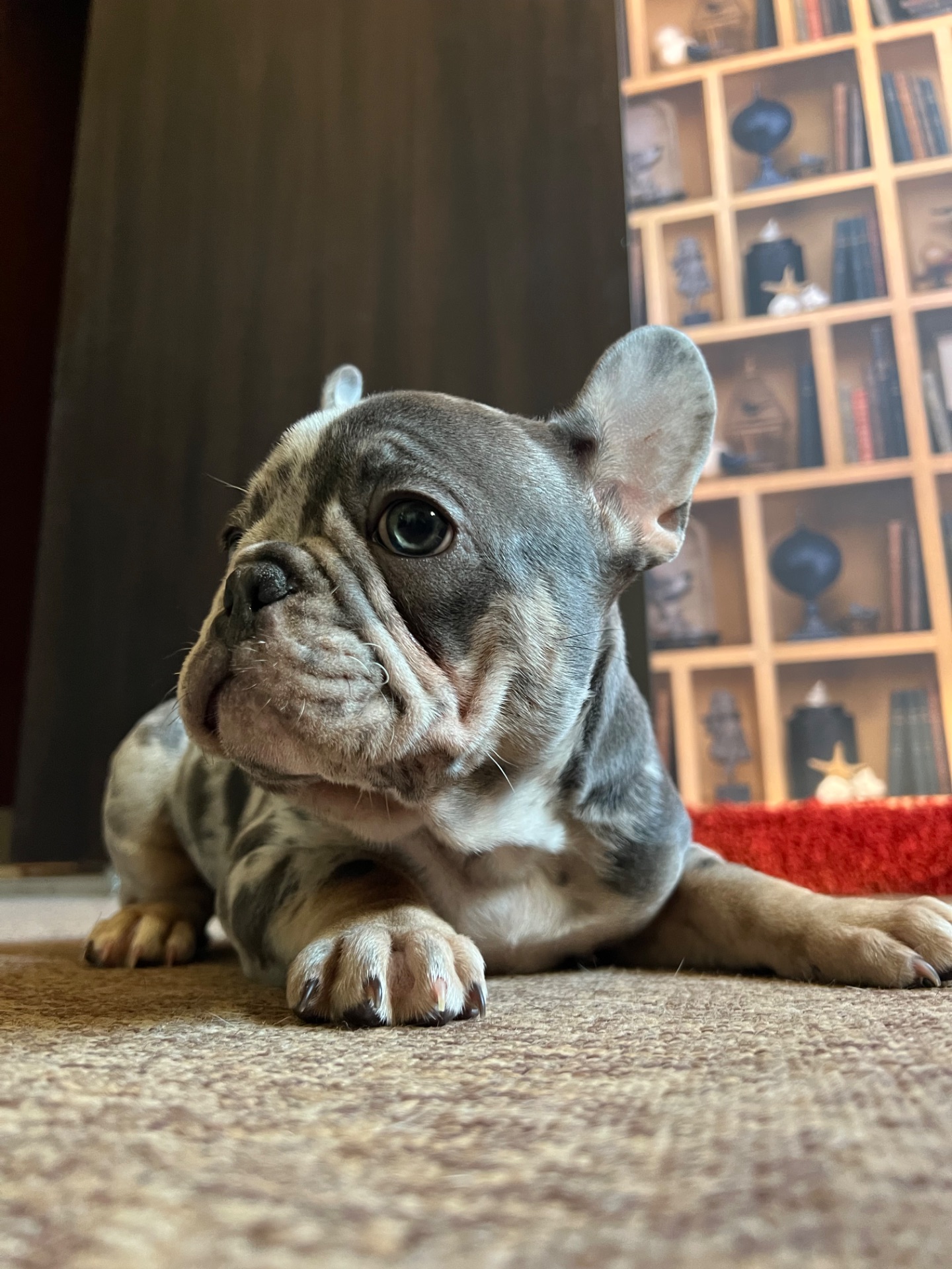 Цуценя французький бульдог хлопчик